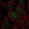 Chromosome 19 Open Reading Frame 44 antibody, NBP2-58435, Novus Biologicals, Immunofluorescence image 
