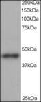 Beta-centractin antibody, orb88435, Biorbyt, Western Blot image 