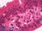 HNF-4-alpha antibody, LS-B3005, Lifespan Biosciences, Immunohistochemistry frozen image 