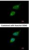 TRIO And F-Actin Binding Protein antibody, NBP2-20726, Novus Biologicals, Immunocytochemistry image 