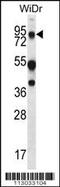 Mucin 20, Cell Surface Associated antibody, 63-224, ProSci, Western Blot image 