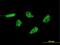 Putative apoptosis-related protein 2 antibody, MA5-21514, Invitrogen Antibodies, Immunofluorescence image 
