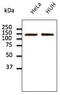 Cadherin 2 antibody, AB0071-200, Origene, Western Blot image 