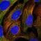 Centrosomal Protein 295 antibody, HPA038596, Atlas Antibodies, Immunofluorescence image 