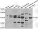 Cystinosin, Lysosomal Cystine Transporter antibody, A6893, ABclonal Technology, Western Blot image 
