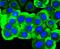 Ret Proto-Oncogene antibody, NBP2-67734, Novus Biologicals, Immunofluorescence image 