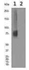 OPRM1 antibody, ab134054, Abcam, Western Blot image 