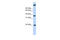 Single Stranded DNA Binding Protein 3 antibody, 27-001, ProSci, Western Blot image 