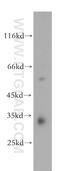 ETS Homologous Factor antibody, 13608-1-AP, Proteintech Group, Western Blot image 