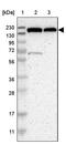 KIAA0355 antibody, PA5-53196, Invitrogen Antibodies, Western Blot image 