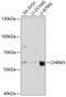 Muscarinic acetylcholine receptor M3 antibody, 15-602, ProSci, Western Blot image 