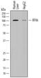 Regulatory Factor X6 antibody, MAB7780, R&D Systems, Western Blot image 