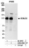 Discoidin, CUB and LCCL domain-containing protein 2 antibody, A304-454A, Bethyl Labs, Immunoprecipitation image 
