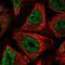 Cysteine And Serine Rich Nuclear Protein 1 antibody, HPA058463, Atlas Antibodies, Immunofluorescence image 