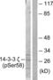 14-3-3 protein zeta/delta antibody, LS-C291151, Lifespan Biosciences, Western Blot image 