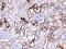 Glutamate Decarboxylase 2 antibody, A03142, Boster Biological Technology, Immunohistochemistry frozen image 