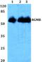 RGM domain family member B antibody, PA5-75659, Invitrogen Antibodies, Western Blot image 