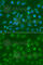 Origin Recognition Complex Subunit 6 antibody, A7966, ABclonal Technology, Immunofluorescence image 