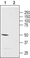 Neuropeptide Y Receptor Y5 antibody, PA5-77519, Invitrogen Antibodies, Western Blot image 