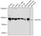 Protein transport protein Sec23A antibody, A05287, Boster Biological Technology, Western Blot image 