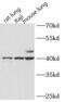 Major Histocompatibility Complex, Class I, F antibody, FNab03912, FineTest, Western Blot image 