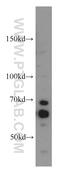 Cell Division Cycle 25A antibody, 55031-1-AP, Proteintech Group, Western Blot image 