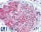 P2X purinoceptor 7 antibody, LS-A9585, Lifespan Biosciences, Immunohistochemistry frozen image 