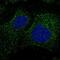 F-box/WD repeat-containing protein 9 antibody, NBP1-84714, Novus Biologicals, Immunofluorescence image 