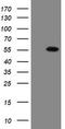 Estrogen-related receptor gamma antibody, TA505080BM, Origene, Western Blot image 