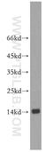 Zinc Finger Protein 593 antibody, 19426-1-AP, Proteintech Group, Western Blot image 