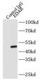 DL antibody, FNab02629, FineTest, Immunoprecipitation image 