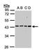 Mitochondrial Ribosomal Protein S5 antibody, TA308181, Origene, Western Blot image 