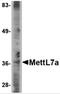Methyltransferase Like 7A antibody, 4879, ProSci, Western Blot image 