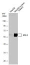 Nuclear Factor, Interleukin 3 Regulated antibody, GTX129228, GeneTex, Western Blot image 