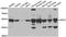 Pyruvate Dehydrogenase Complex Component X antibody, LS-C334709, Lifespan Biosciences, Western Blot image 