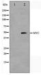 c-Myc antibody, TA347557, Origene, Western Blot image 