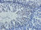 Claudin 5 antibody, orb10416, Biorbyt, Immunohistochemistry paraffin image 