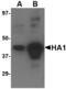 Avian Influenza Hemagglutinin 4 antibody, MBS151450, MyBioSource, Western Blot image 