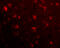 SLIT And NTRK Like Family Member 6 antibody, 4481, ProSci, Immunofluorescence image 