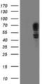 Schwannomin-interacting protein 1 antibody, NBP2-01872, Novus Biologicals, Western Blot image 