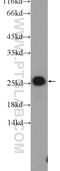 TATA-Box Binding Protein Associated Factor 9 antibody, 10544-1-AP, Proteintech Group, Western Blot image 