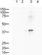 Cellular Communication Network Factor 2 antibody, ab5097, Abcam, Western Blot image 