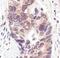 NEDD8 Ubiquitin Like Modifier antibody, PA5-17476, Invitrogen Antibodies, Immunohistochemistry frozen image 