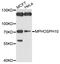 M-Phase Phosphoprotein 10 antibody, abx135959, Abbexa, Western Blot image 