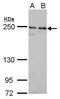 Nuclear Mitotic Apparatus Protein 1 antibody, MA5-17293, Invitrogen Antibodies, Western Blot image 