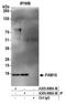 Mitochondrial import inner membrane translocase subunit TIM16 antibody, A305-698A-M, Bethyl Labs, Immunoprecipitation image 