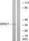 Olfactory Receptor Family 5 Subfamily V Member 1 antibody, TA315857, Origene, Western Blot image 