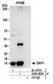 Death-associated protein 1 antibody, A303-905A, Bethyl Labs, Immunoprecipitation image 