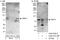 Formin-binding protein 1 antibody, A302-791A, Bethyl Labs, Western Blot image 