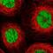 Mortality Factor 4 Like 2 antibody, NBP2-47370, Novus Biologicals, Immunocytochemistry image 